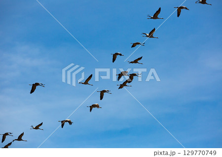 Flight of migrating cranes in cloud sky Flight of migrating cranes in cloud sky 129770749