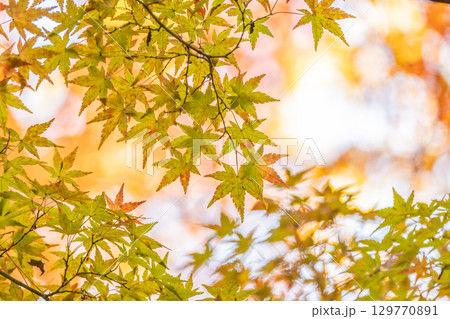 国営武蔵丘陵森林公園の紅葉 129770891
