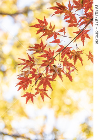 国営武蔵丘陵森林公園の紅葉 国営武蔵丘陵森林公園の紅葉 129770893