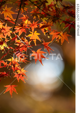国営武蔵丘陵森林公園の紅葉 129770919