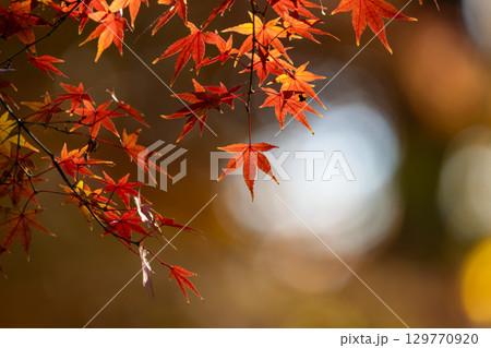 国営武蔵丘陵森林公園の紅葉 129770920