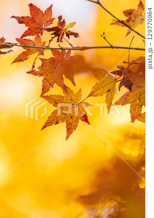 国営武蔵丘陵森林公園の紅葉 129770964