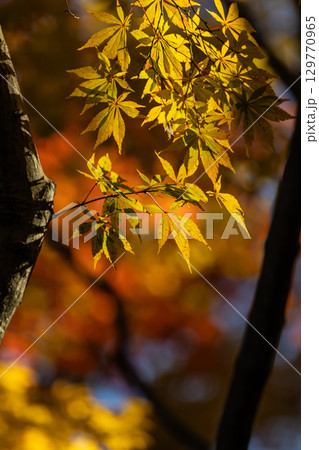 国営武蔵丘陵森林公園の紅葉 129770965
