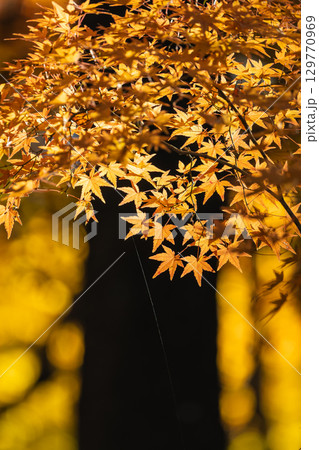 国営武蔵丘陵森林公園の紅葉 129770969