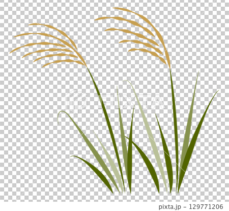 2株日本蒲葦 129771206