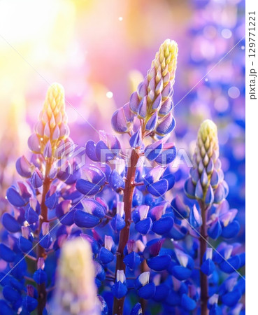 《AI画像》幻想的なルピナス の花畑 129771221
