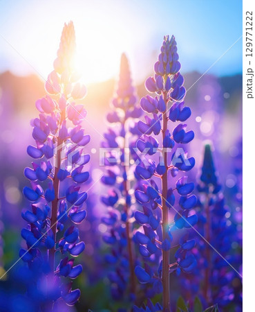 《AI画像》幻想的なルピナス の花畑 129771222
