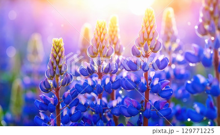 《AI画像》幻想的なルピナス の花畑 129771225