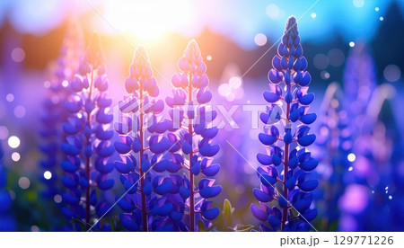 《AI画像》幻想的なルピナス の花畑 129771226