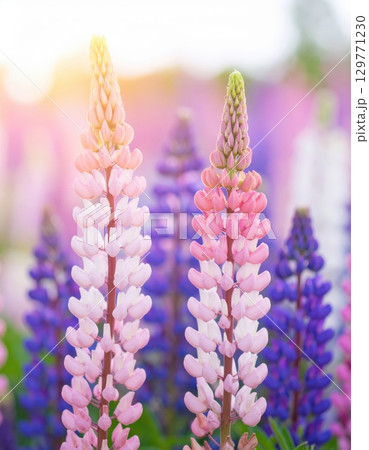 《AI画像》幻想的なルピナス の花畑 129771230