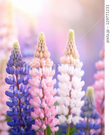 《AI画像》幻想的なルピナス の花畑 129771231