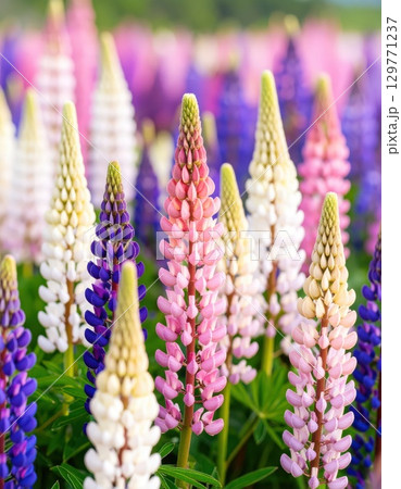 《AI画像》幻想的なルピナス の花畑 129771237