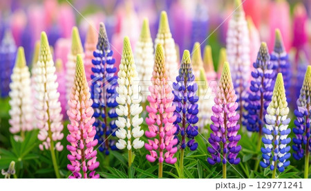 《AI画像》幻想的なルピナス の花畑 129771241