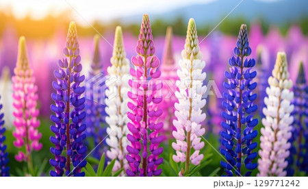 《AI画像》幻想的なルピナス の花畑 129771242