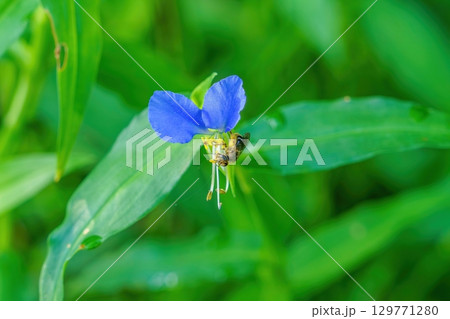 一生懸命満開のツユクサの花粉を集める蜂 一生懸命満開のツユクサの花粉を集める蜂 129771280