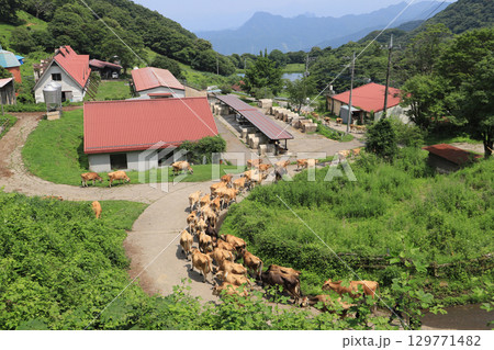 神津牧場(名物、ジャージー牛の大行列) 129771482