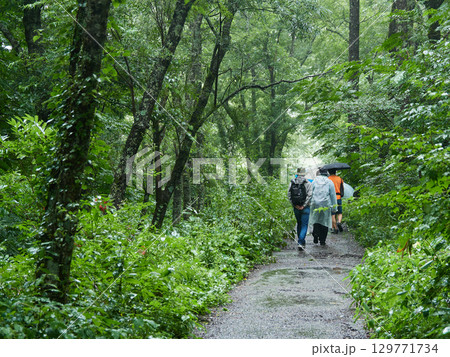 夏の観光名所上高地の森の散策道でハイキングする人々の観光客の姿	 129771734