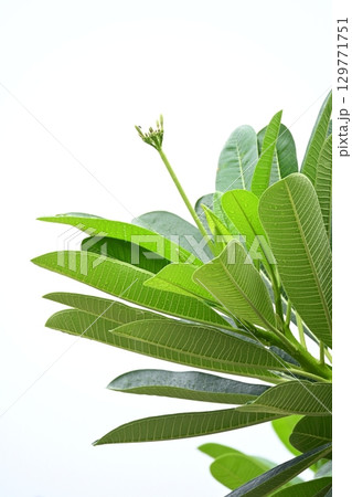 beautiful green leaf texture in springtime, water drop on frangipani leaves 129771751