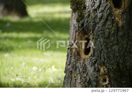 The rough texture of an old tree trunk is detailed, with visible holes against the bright green background. The rough texture of an old tree trunk is detailed, with visible holes against the bright green background. 129771967