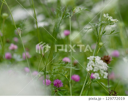 ウトナイ湖畔の花 129772019