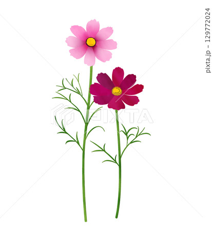 コスモス(水彩風) コスモス(水彩風) 129772024