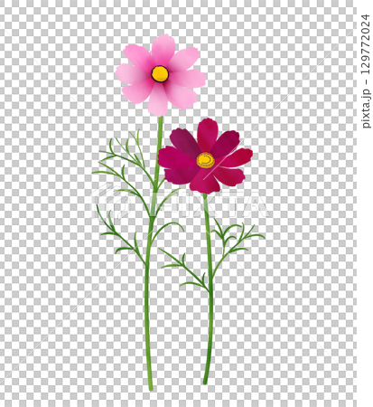 コスモス(水彩風) コスモス(水彩風) 129772024