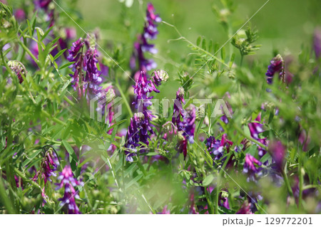 風に揺れるナヨクサフジ 129772201