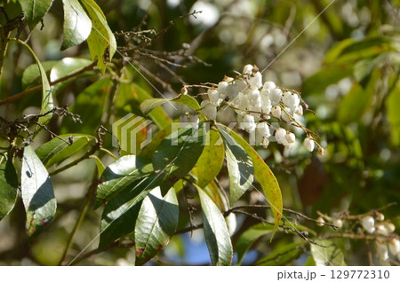 馬酔木(アセビ)の白い花（八王子城跡 近く／東京都八王子市） 129772310