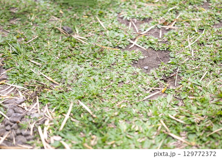 Closeup view of a vibrant green grass field with patches of bare earth and scattered dried leaves. Natural background Closeup view of a vibrant green grass field with patches of bare earth and scattered dried leaves. Natural background 129772372