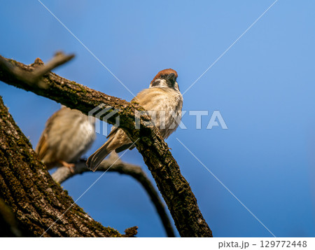 枝にとまるスズメ 129772448