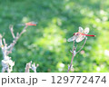 晩夏の赤とんぼ 129772474