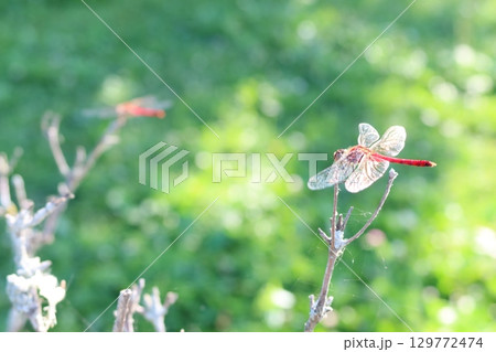 晩夏の赤とんぼ 129772474