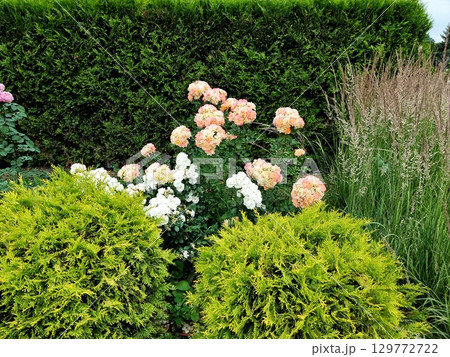 Green plants in the garden. Roses, juniper. Thuja hedge. 129772722