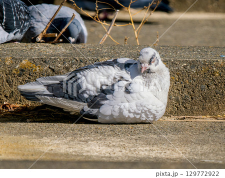 地面を歩くドバト・白鳩 地面を歩くドバト・白鳩 129772922