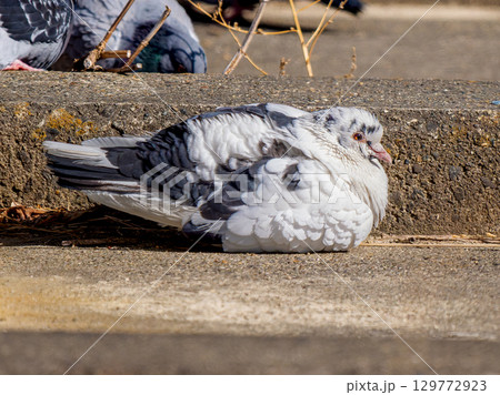 地面を歩くドバト・白鳩 129772923
