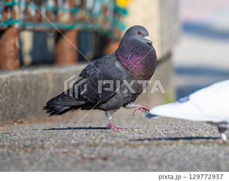 地面を歩くドバト 129772937