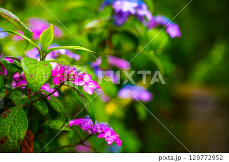 雨に濡れる赤紫色の紫陽花 129772952