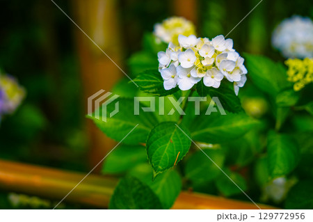 梅雨の雨に濡れる紫陽花 梅雨の雨に濡れる紫陽花 129772956