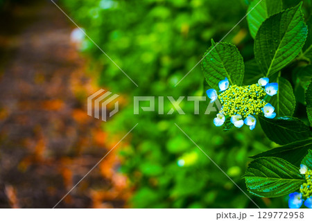 雨に濡れる咲き始めの紫陽花 129772958