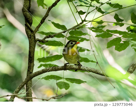 枝に止まる特定外来種　ソウシチョウ 129773046