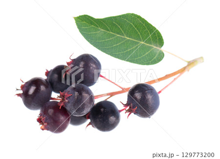 Serviceberry with green leaves isolated on white background. Saskatoon, amelanchier, shadbush, juneberry, irga or sugarplum ripe berries. 129773200