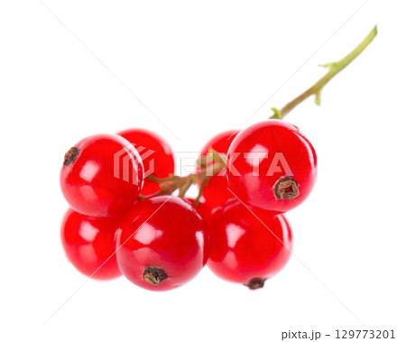 Red currant isolated on white background. Redcurrant or Ribes rubrum ripe berries. Red currant isolated on white background. Redcurrant or Ribes rubrum ripe berries. 129773201