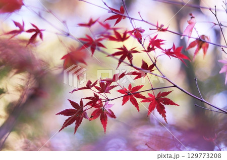 美しい秋の紅葉 美しい秋の紅葉 129773208