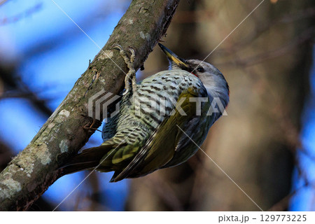 赤い頭の模様が森の中でも目立つ大型の啄木鳥アオゲラ 129773225