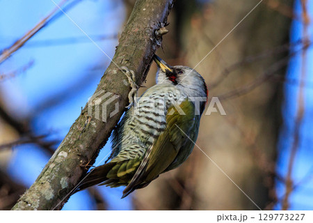 赤い頭の模様が森の中でも目立つ大型の啄木鳥アオゲラ 129773227
