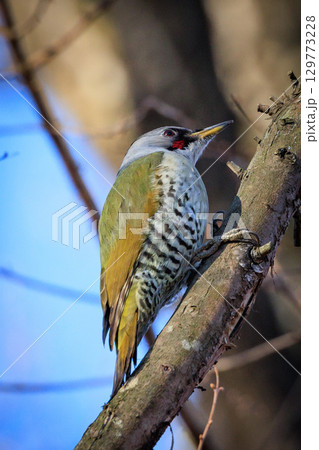 赤い頭の模様が森の中でも目立つ大型の啄木鳥アオゲラ 129773228