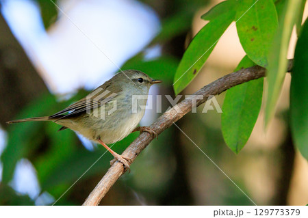 ホーホケッキョとお馴染みの声はすれども姿を見せない春告げ鳥 ウグイス ホーホケッキョとお馴染みの声はすれども姿を見せない春告げ鳥 ウグイス 129773379