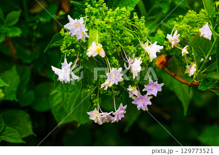 雨に濡れる花々 雨に濡れる花々 129773521