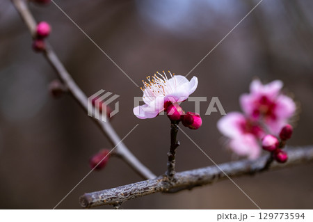 春を告げる花　ウメ 129773594