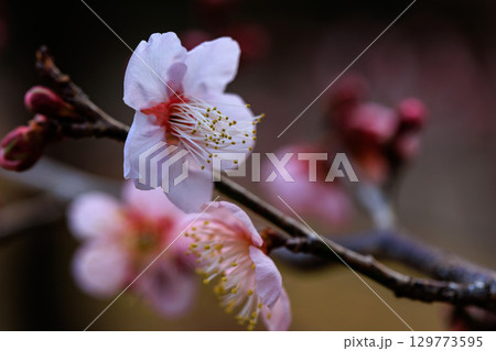 春を告げる花　ウメ 129773595